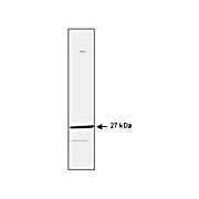 Anti-HSP27 (MOUSE) Monoclonal Antibody, 100µg, Liquid (sterile filtered)