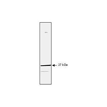 Anti-HSP27 (MOUSE) Monoclonal Antibody, 100µg, Liquid (sterile filtered)