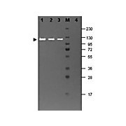 Anti-BETA GALACTOSIDASE (E.coli) (RABBIT) Antibody, 2mL, Lyophilized