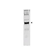Anti-GLUTAMATE DEHYDROGENASE (Bovine Liver) (RABBIT) Antibody, 2mL, Lyophilized