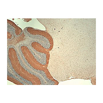 Anti-IP3 Receptor (MOUSE) Monoclonal Antibody, 100µg, Liquid (sterile filtered)