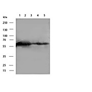 Anti-Paxillin (MOUSE) Antibody, 100µg, Lyophilized