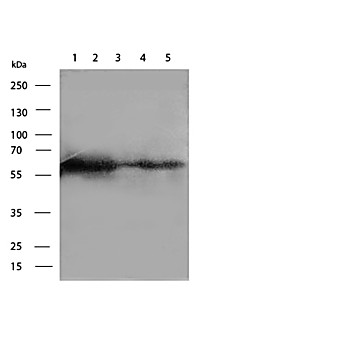 Anti-Paxillin (MOUSE) Antibody, 100µg, Lyophilized