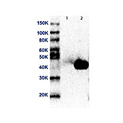 MEK2 N-Term Antibody [19G10] 100µg