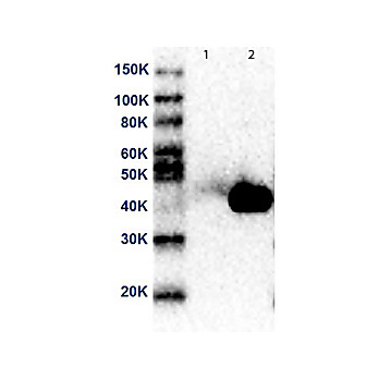 MEK2 N-Term Antibody [19G10] 100µg