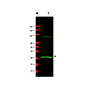 Anti-MAD2L1 (MOUSE) Monoclonal Antibody, 100µg, Liquid (sterile filtered)