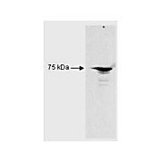 Anti-RFX5 (aa 320 to 494) (RABBIT) Antibody, 100µg, Liquid (sterile filtered)