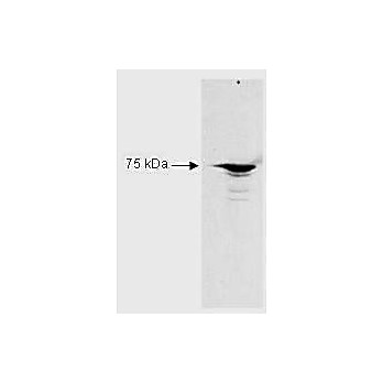 Anti-RFX5 (aa 320 to 494) (RABBIT) Antibody, 100µg, Liquid (sterile filtered)