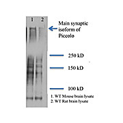 Anti-Piccolo (MOUSE) Monoclonal Antibody, 100µg, Liquid (sterile filtered)