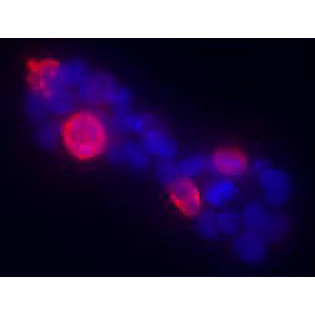 Anti-Gli1 (RABBIT) Antibody, 100µL, Liquid (sterile filtered)