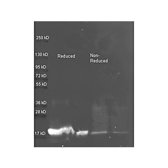 Anti-TRYPSIN INHIBITOR (RABBIT) Antibody, 100µg, Liquid (sterile filtered)