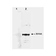 Anti-LEFTY A (MOUSE) Monoclonal Antibody, 100µg, Liquid (sterile filtered)