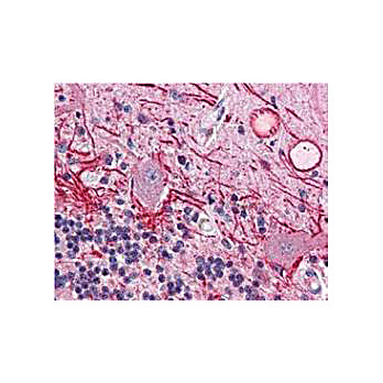 Anti-AKT pT308 (MOUSE) Monoclonal Antibody, 100µg, Liquid (sterile filtered)