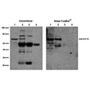 Sheep TrueBlot®: Anti-Sheep IgG HRP, 200µL, Liquid (sterile filtered)