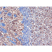Anti-KChlP3 K+ channel (MOUSE) Monoclonal Antibody, 100µg, Liquid (sterile filtered)