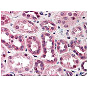 Anti-Cul5 (N-terminal specific) (RABBIT) Antibody, 100µL, Liquid (sterile filtered)