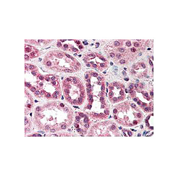 Anti-Cul5 (N-terminal specific) (RABBIT) Antibody, 100µL, Liquid (sterile filtered)
