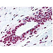 Anti-SMC1 pS957 (MOUSE) Monoclonal Antibody, 100µg, Liquid (sterile filtered)