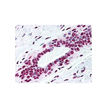 Anti-SMC1 pS957 (MOUSE) Monoclonal Antibody, 100µg, Liquid (sterile filtered)