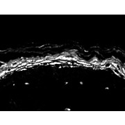 Anti-Nav1.8 (MOUSE) Monoclonal Antibody, 100µg, Liquid (sterile filtered)