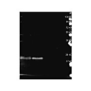 Anti-B-PHYCOERYTHRIN (RABBIT) Antibody, 2mL, Lyophilized