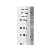 Anti-SHANK (MOUSE) Monoclonal Antibody, 100µg, Liquid (sterile filtered)
