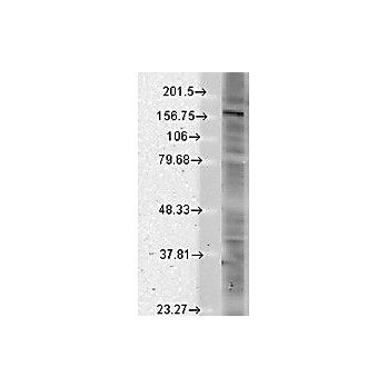 Anti-SHANK (MOUSE) Monoclonal Antibody, 100µg, Liquid (sterile filtered)
