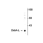 Anti-DsbA-L (Disulfide-bond-A oxidoreductase-like protein) (Rabbit) Antibody, 100µL, Liquid