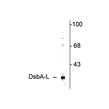 Anti-DsbA-L (Disulfide-bond-A oxidoreductase-like protein) (Rabbit) Antibody, 100µL, Liquid