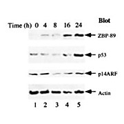Anti-ZBP-89 (RABBIT) Antibody, 100µL, Liquid (sterile filtered)