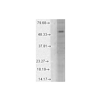 Anti-GABA-A Receptor alpha 1 protein (MOUSE) Monoclonal Antibody, 100µg, Liquid (sterile filtered)