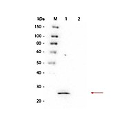 Anti-GSTS1 (MOUSE) Monoclonal Antibody, 100µg, Liquid (sterile filtered)