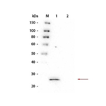 Anti-GSTS1 (MOUSE) Monoclonal Antibody, 100µg, Liquid (sterile filtered)