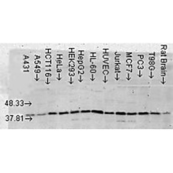 Anti-p38 alpha MAPKinase (MOUSE) Monoclonal Antibody, 100µg, Liquid (sterile filtered)