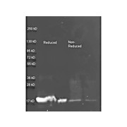 Anti-TRYPSIN INHIBITOR (RABBIT) Antibody, 25µL, Liquid (sterile filtered)