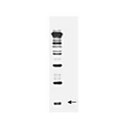 Anti-Rub1 (RABBIT) Antibody, 500µg, Lyophilized