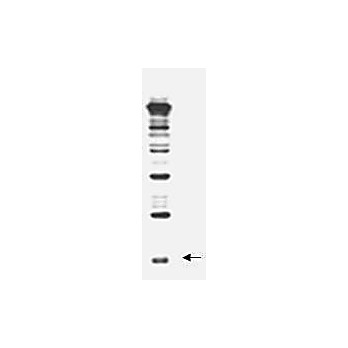Anti-Rub1 (RABBIT) Antibody, 500µg, Lyophilized