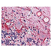 Anti-AKT pT308 (MOUSE) Monoclonal Antibody, 25µL, Liquid (sterile filtered)