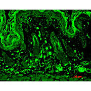 PSD95 Antibody [7E3] 100µg