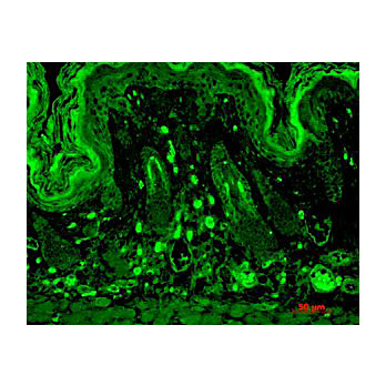 PSD95 Antibody [7E3] 100µg