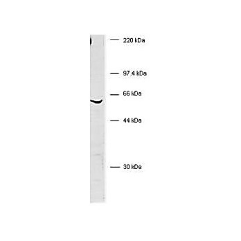 Anti-BIVM (C-terminal specific) (RABBIT) Antibody, 100µL, Liquid (sterile filtered)