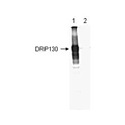 Anti-DRIP130 (RABBIT) Antibody, 500µL, Lyophilized