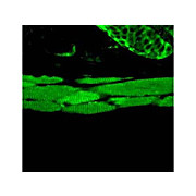 Anti-Hsp70 (RABBIT) Antibody, 100µL, Liquid (sterile filtered)