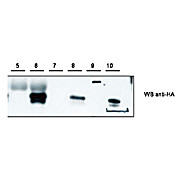 Anti-Cybr (RABBIT) Antibody, 100µL, Lyophilized