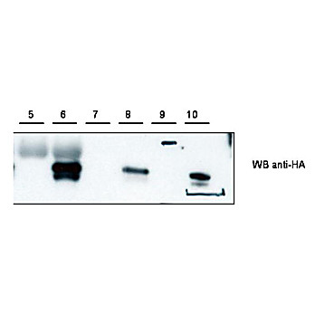 Anti-Cybr (RABBIT) Antibody, 100µL, Lyophilized