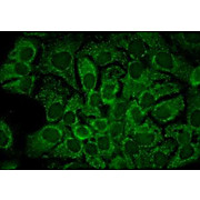 Anti-HSP90 alpha (MOUSE) Monoclonal Antibody, 200µg, Liquid (sterile filtered)