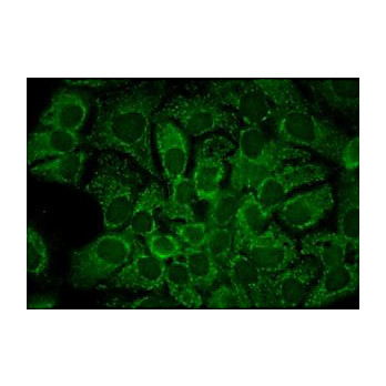Anti-HSP90 alpha (MOUSE) Monoclonal Antibody, 200µg, Liquid (sterile filtered)