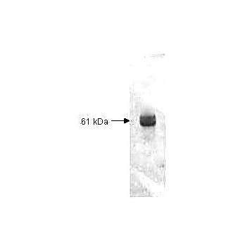 Anti-CARBOXYPEPTIDASE Y (RABBIT) Antibody, 2mL, Lyophilized