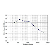 Anti-SOX4 (RABBIT) Antibody, 100µL, Liquid (sterile filtered)