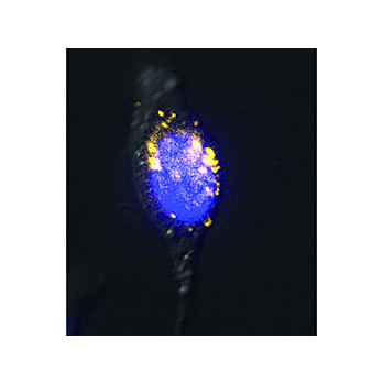 Anti-5-mC (MOUSE) Monoclonal Antibody, 100µg, Liquid (sterile filtered)